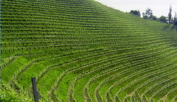 Winnica tarasowa Silberberg w Austrii